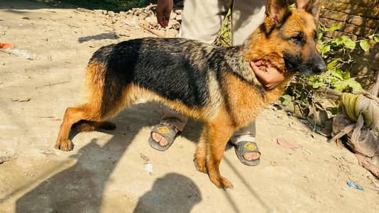 quality German shepherd