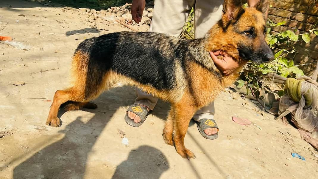 quality German shepherd 0