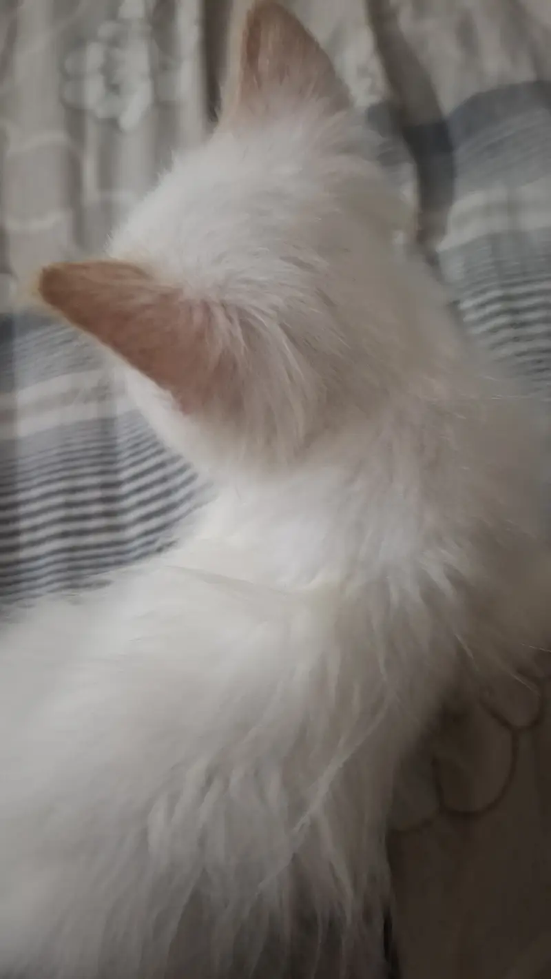 Persian Kitten Triple Coat for Sale. — photo 2
