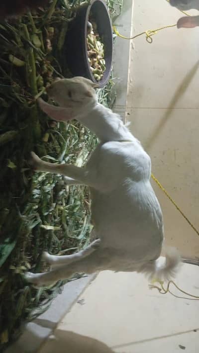 white gulabi bakri