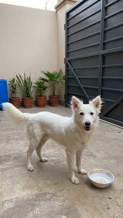 Active & Friendly White Indian Spitz Dog