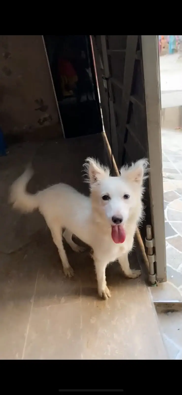 Active & Friendly White Indian Spitz Dog — photo 3