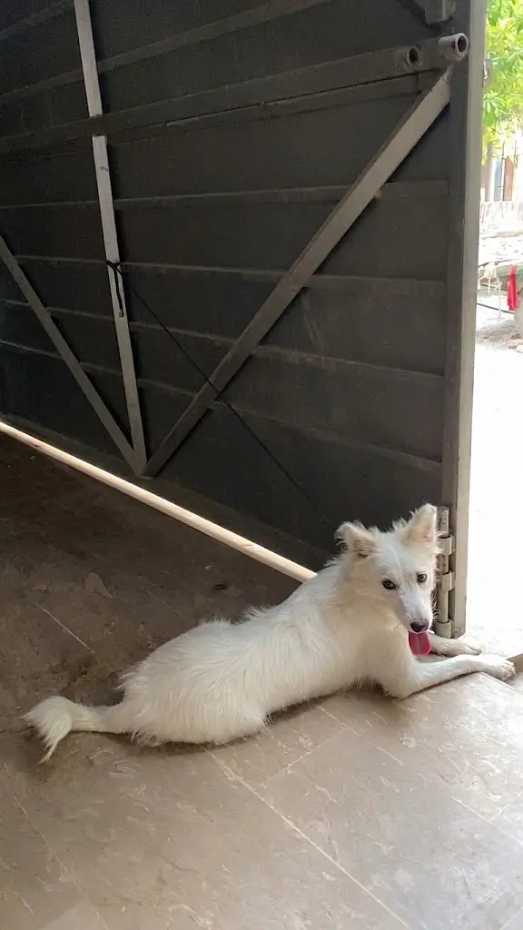 Active & Friendly White Indian Spitz Dog — photo 4