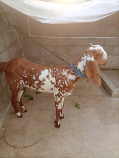 makkhi chini patt