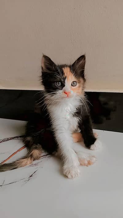 lPure Persian kittens male female available