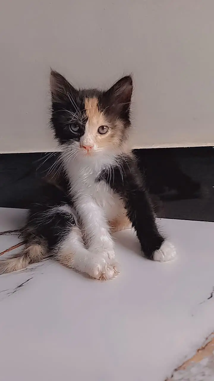 lPure Persian kittens male female available — photo 2