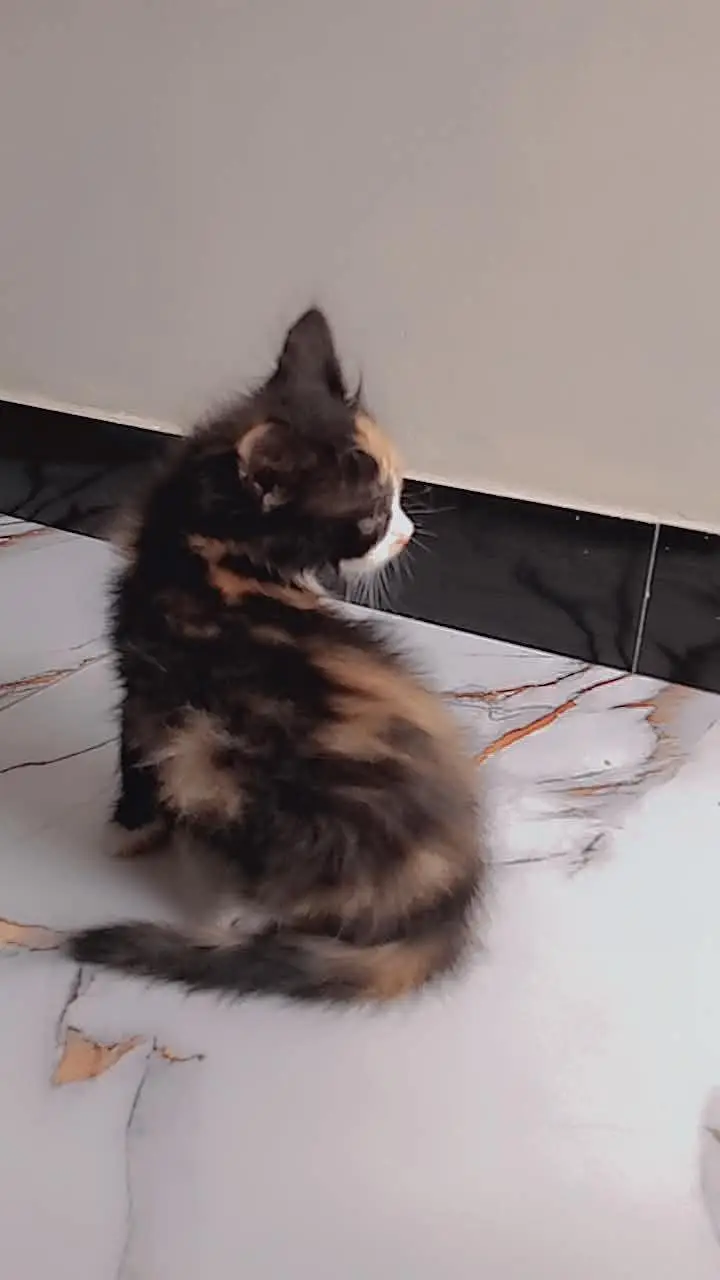 lPure Persian kittens male female available — photo 3