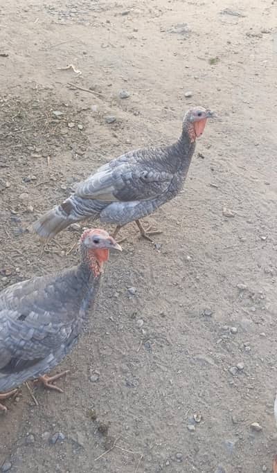 Turky Breeder Male for sale