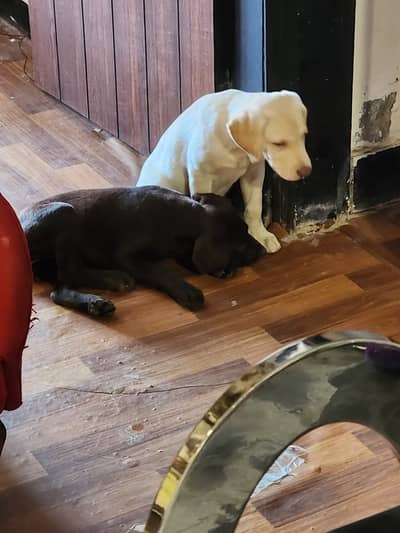 Labrador Sisters for Sale