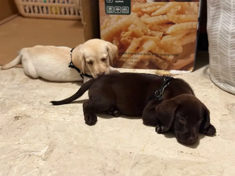 Labrador Sisters for Sale — photo 4