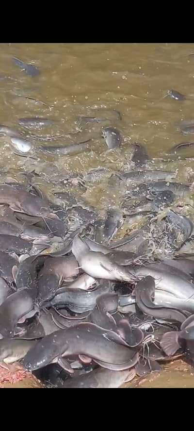 catfish waiat 1.5 to 2 kg