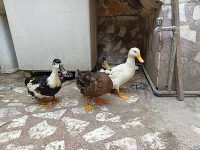 urgent Sale ducks