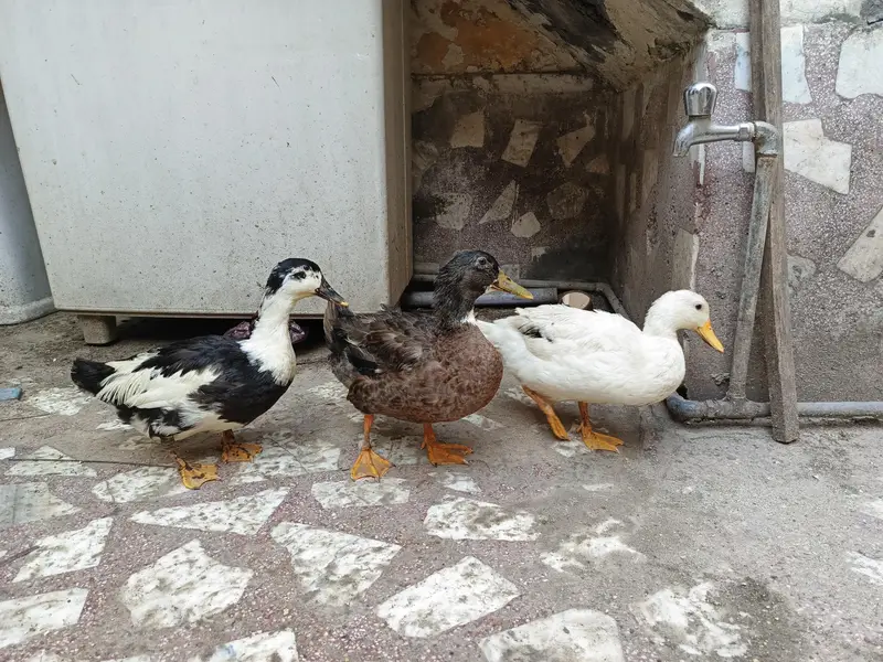urgent Sale ducks — photo 2