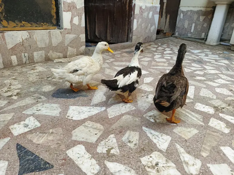 urgent Sale ducks — photo 3