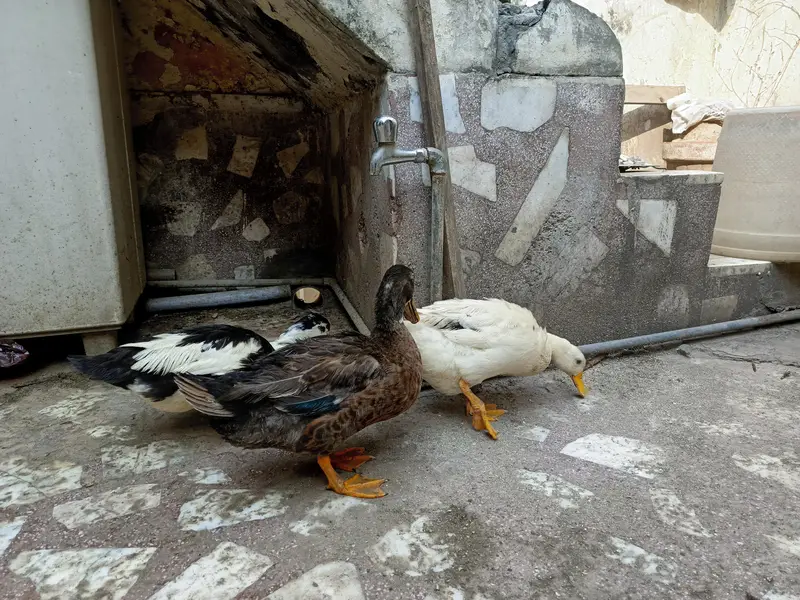 urgent Sale ducks — photo 4