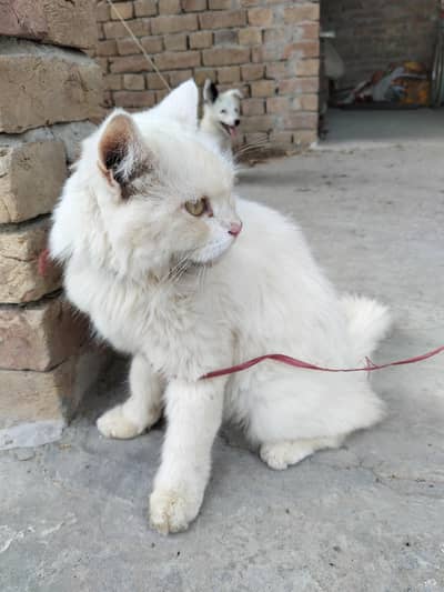 Persian Cat For sale