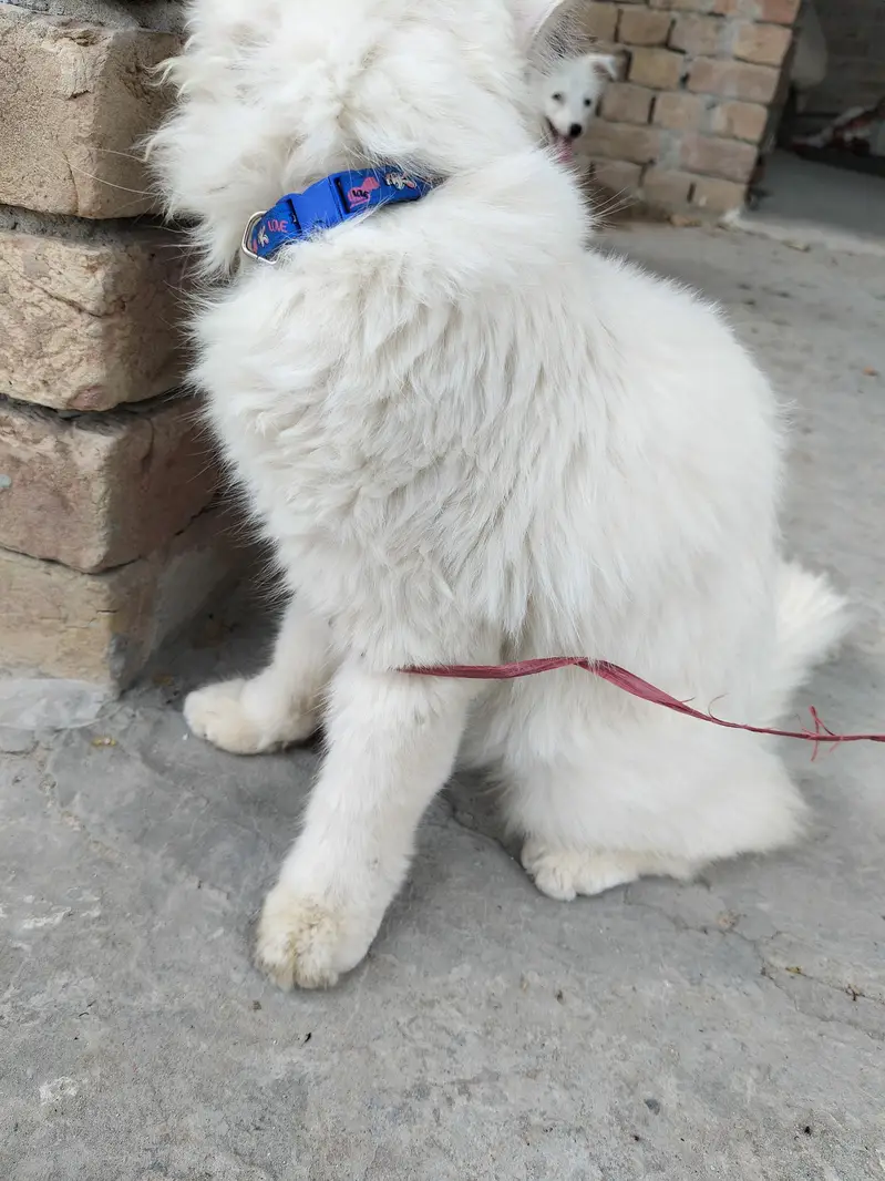 Persian Cat For sale — photo 2