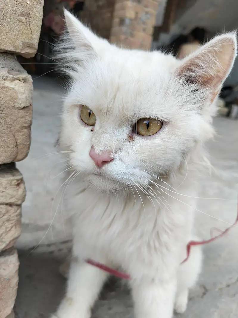Persian Cat For sale — photo 3