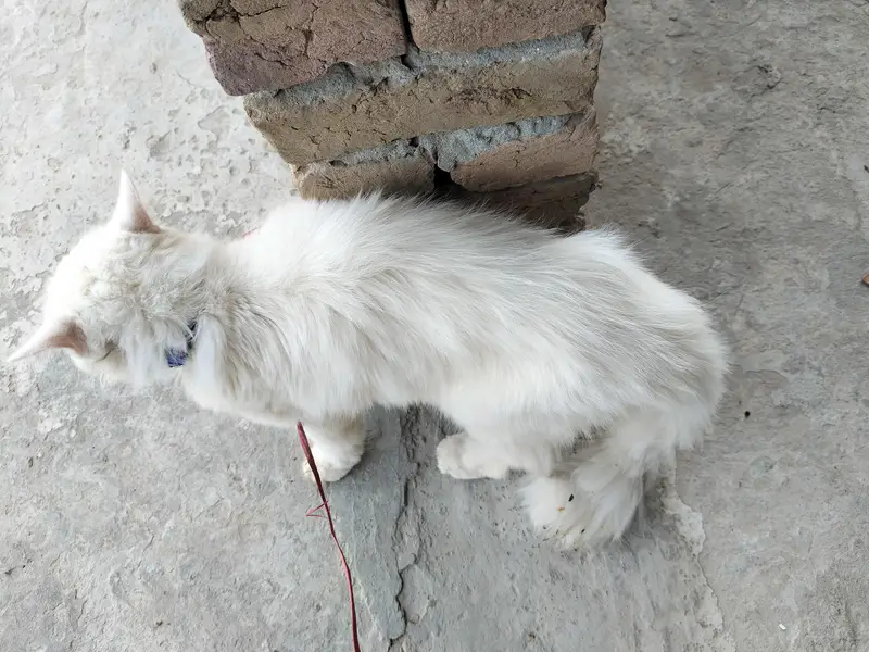 Persian Cat For sale — photo 4