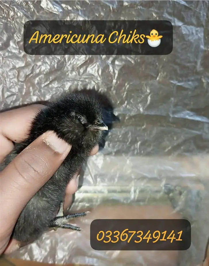Fancy/Ameraucana breed fertilized eggs & chiks available 03367349141 — photo 3