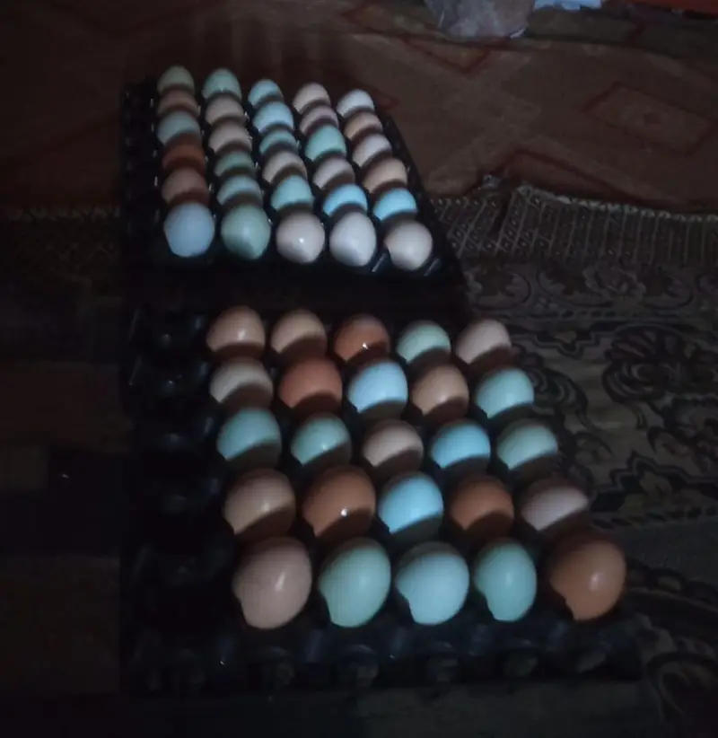 Fancy/Ameraucana breed fertilized eggs & chiks available 03367349141 — photo 9