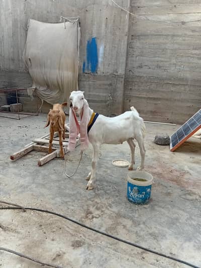 urgent sale need cash pure gualabi pair 1 male 1 female 03152344578
