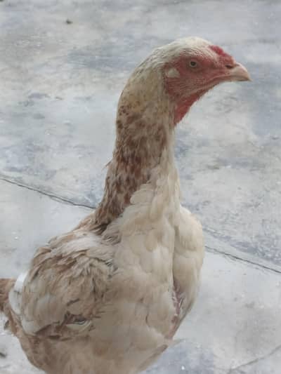 Pure Breed Aseel Hens At cheap Price