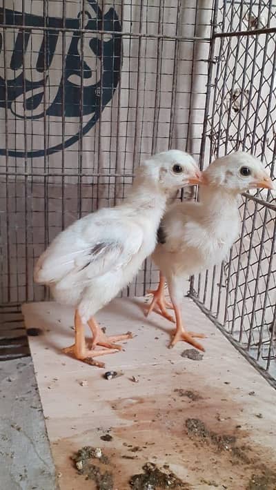 Assel Jageeri chicks