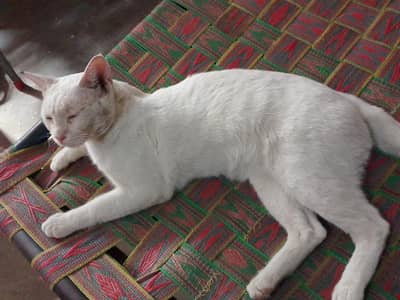 cat for sale