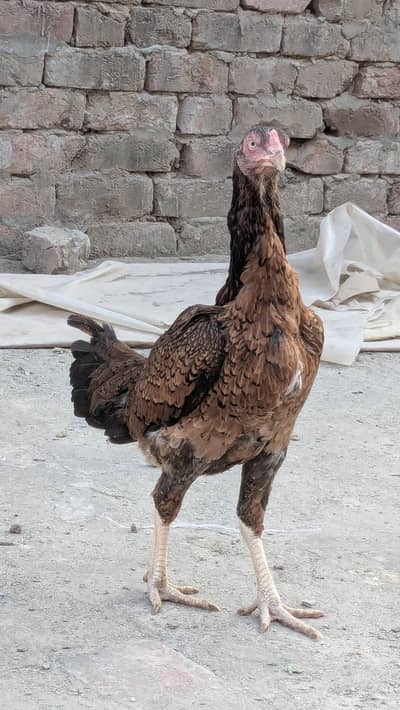 aseel murgi 1 year Andy b dyti hai or aik dafa kurak b hoi hai