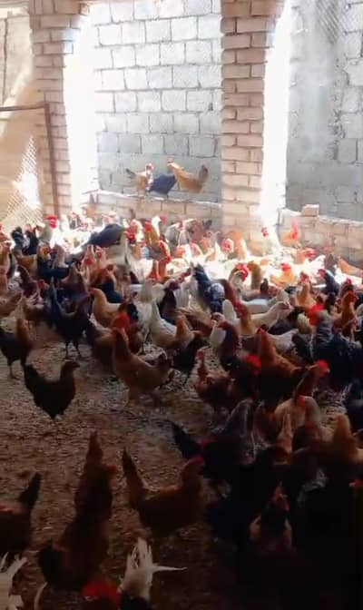 Eggs starter murgi for sale