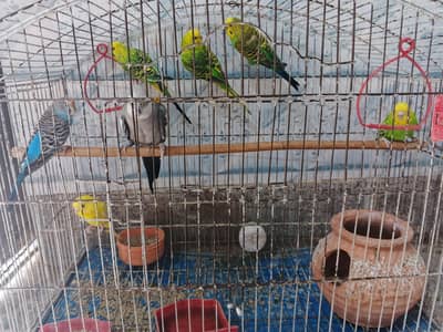 Australian parrot budgies available and grey coctail also available
