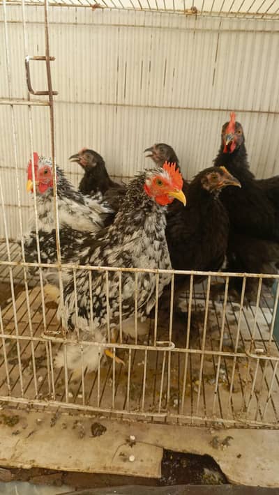Black Bantam and Motled Bantam