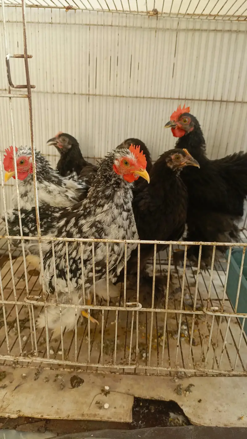 Black Bantam and Motled Bantam — photo 2