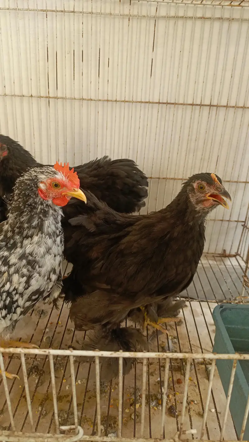 Black Bantam and Motled Bantam — photo 3