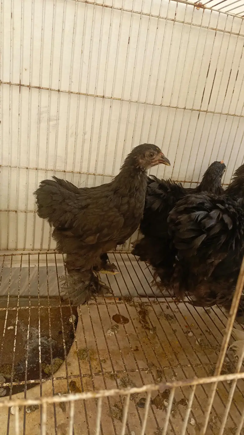 Black Bantam and Motled Bantam — photo 4