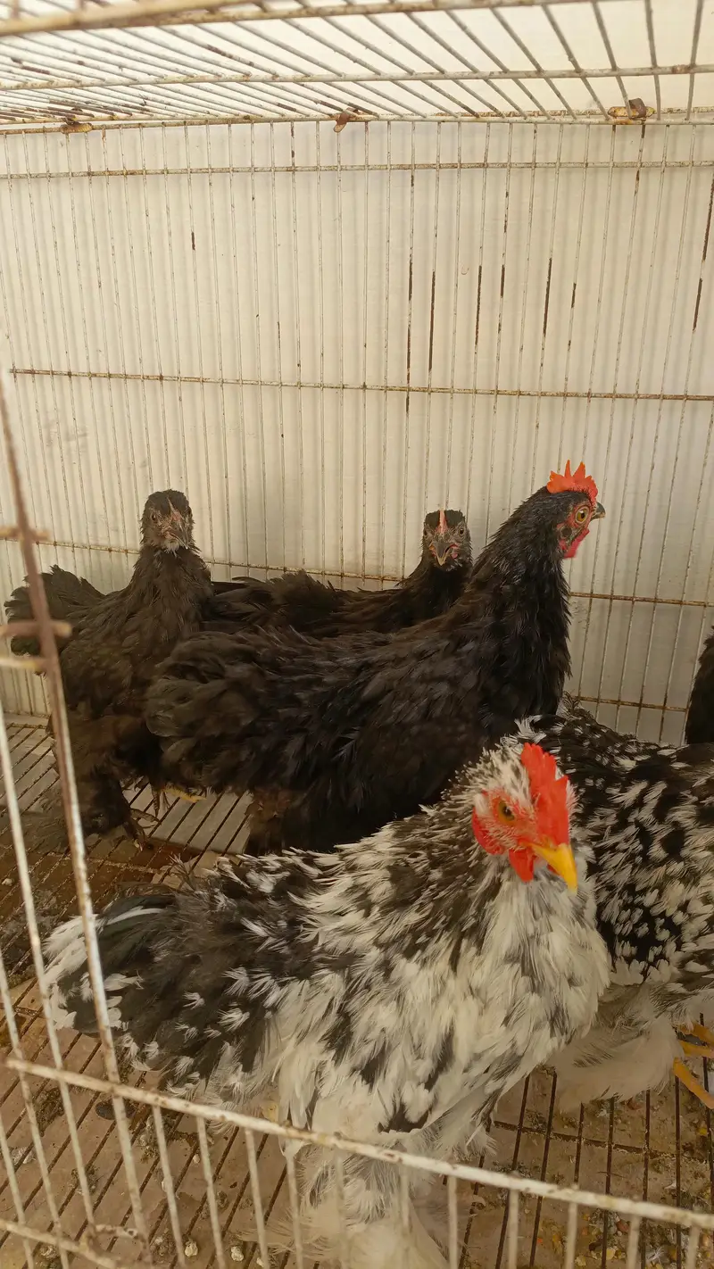Black Bantam and Motled Bantam — photo 5