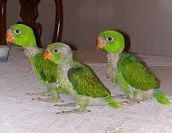 raw chicks pair and single 3