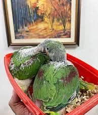 raw chicks pair and single 4
