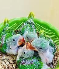 raw chicks pair and single 5