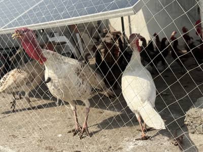 Turkey birds 2 males 4 females available for sale breeders