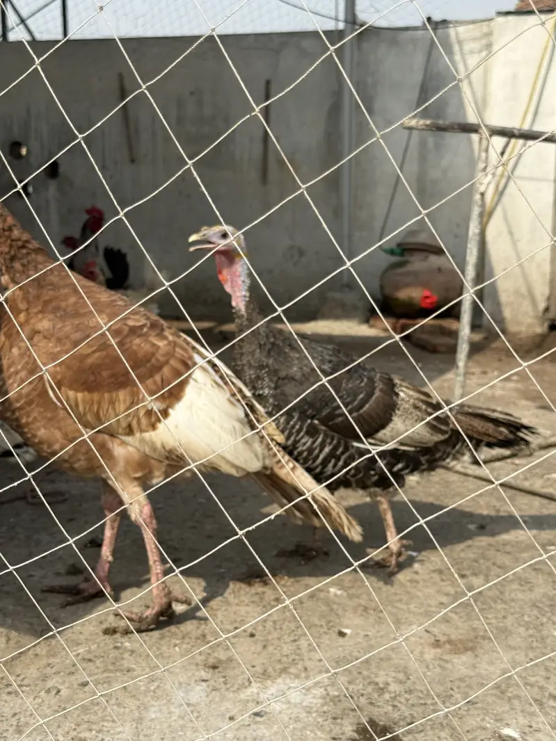Turkey birds 2 males 4 females available for sale breeders — photo 2