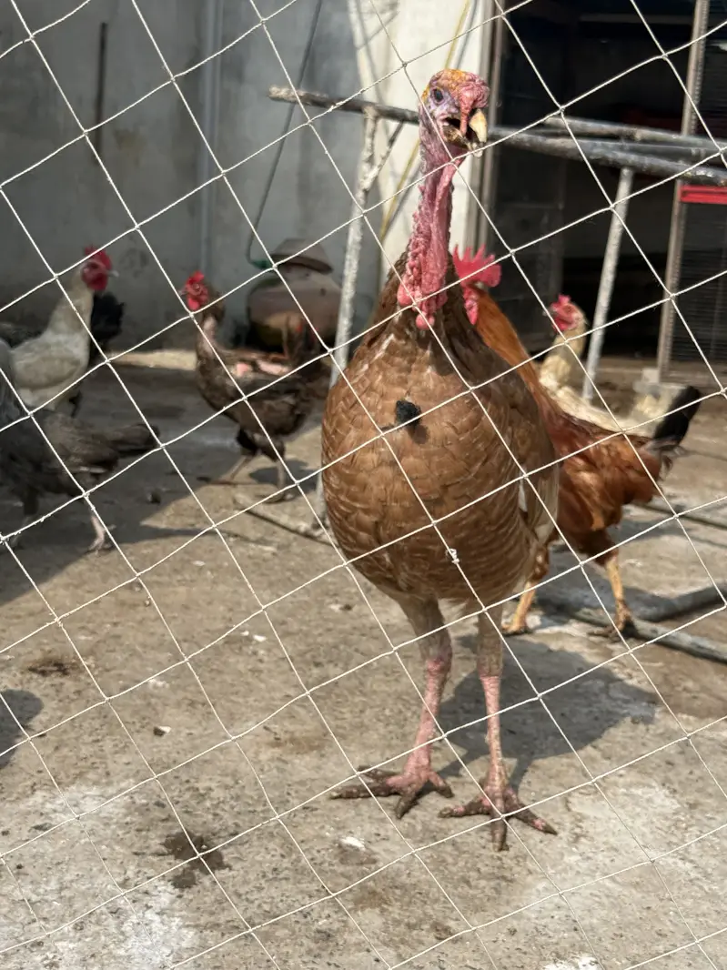 Turkey birds 2 males 4 females available for sale breeders — photo 3