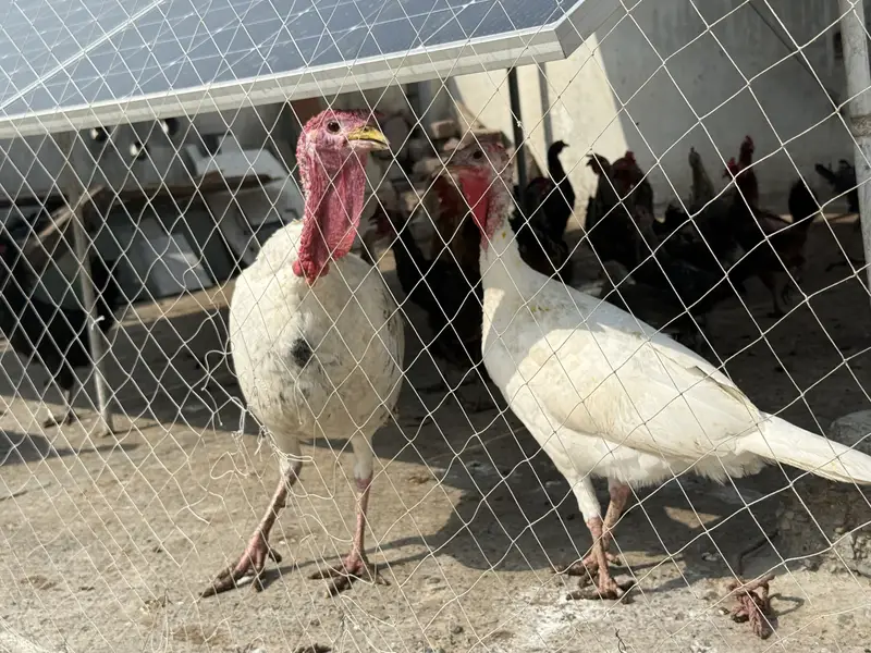 Turkey birds 2 males 4 females available for sale breeders — photo 4