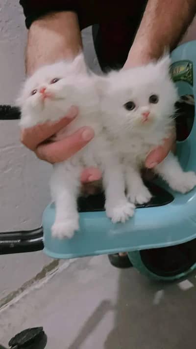 Persian Cat kid  original
