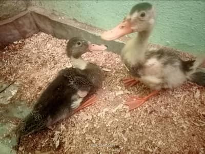 pair of ducks