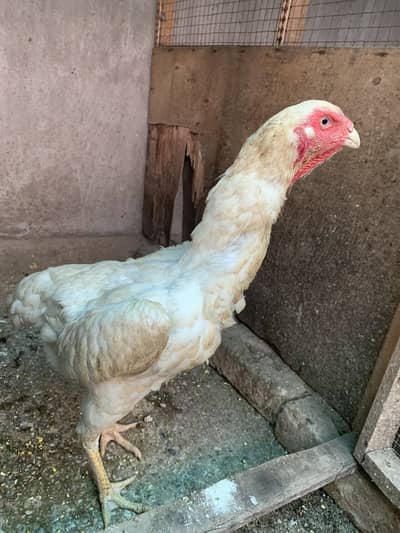 White shamo