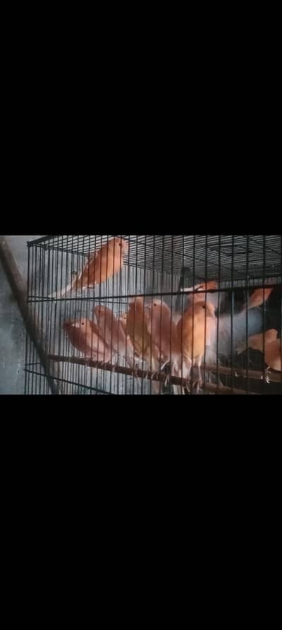 canary pair high red facter