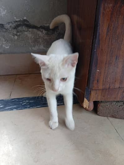 russian cat