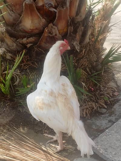 jis ko samja Aya watsup pr rapat kra